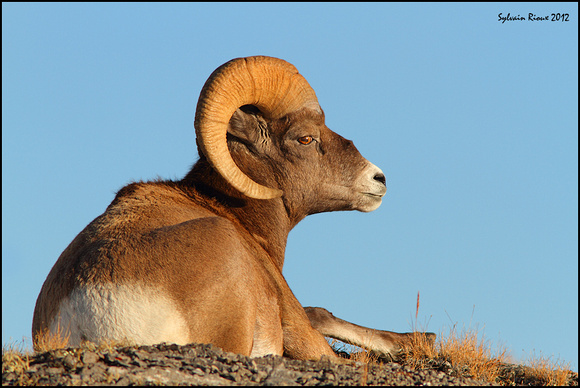 Bighorn Sheep/Mouflon d'Amérique