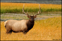 Bull Elk/Wapiti