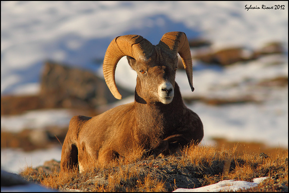 Bighorn Sheep/Mouflon d'Amérique