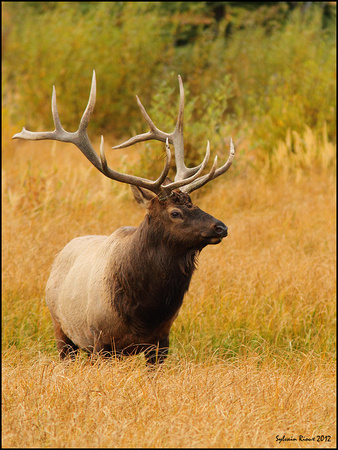 Bull Elk/Wapiti