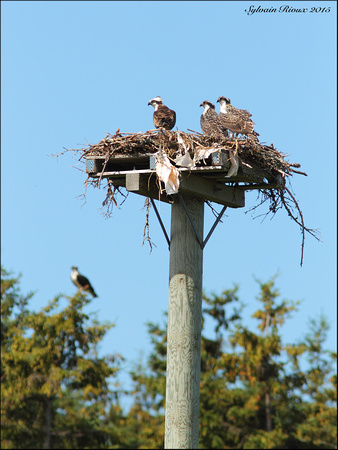 Osprey nest/Nid de Balbusard