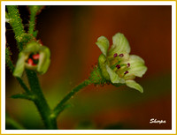Forest Flower/Fleur forestière
