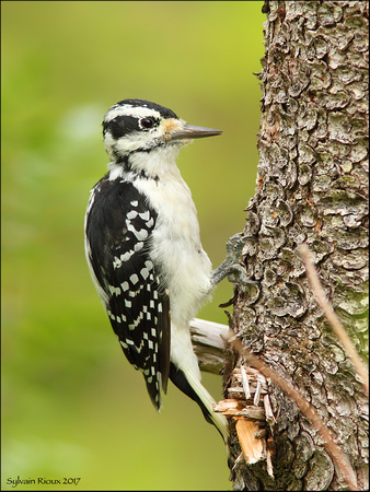 Hairy Woodpecker ♀/Pic chevelu ♀