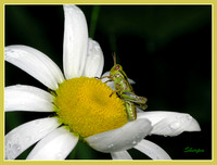 Daisy and Grasshopper/Marguerite et sauterelle