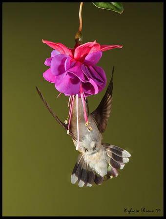 Ruby-throated Hummingbird ♀/Colibri à gorge rubis ♀