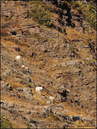 Mountain Goats/Chèvres de montagne