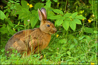 Hare/Lièvre