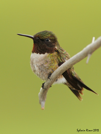 Ruby-throated Hummingbird ♂/Colibri à gorge rubis ♂