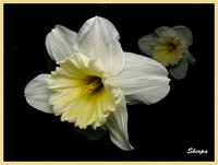 Daffodil/Jonquille