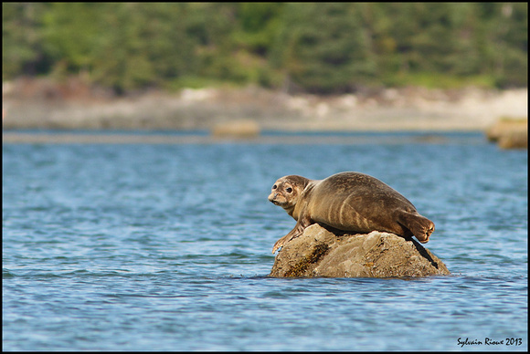 Harbor Seal/Phoque commun
