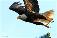 Bald Eagle/Pygargue