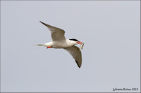 Common Tern/Sterne Pierregarin