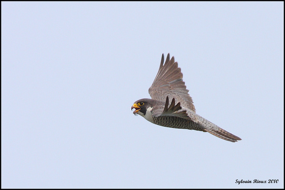 Peregrine Falcon/Faucon pèlerin