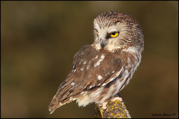 Northern Saw-whet Owl/Petite nyctale