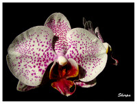 Orchidea/Orchidée