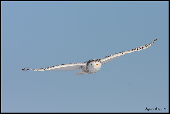 Snowy Owl/Harfang des neiges