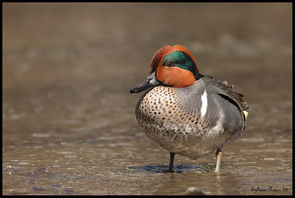 Green-winged Teal/Sarcelle d'hiver