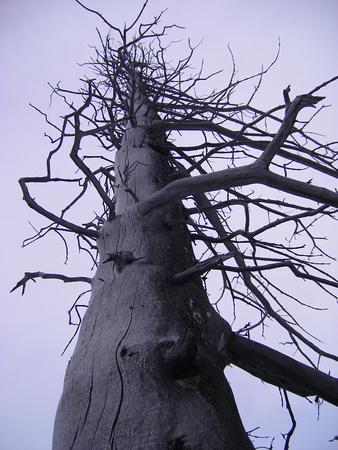 Dead standing tree