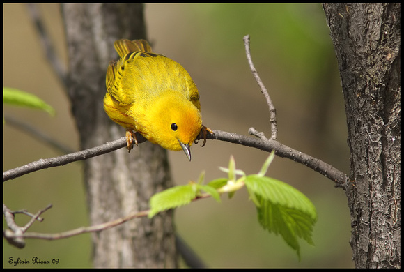 Yellow Warbler ♂/Paruline jaune ♂