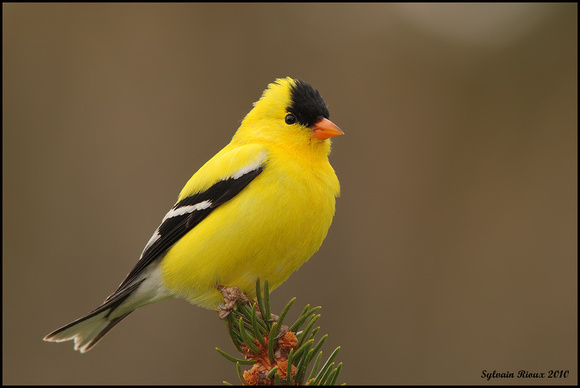 American Goldfinch ♂/Chardonneret jaune ♂