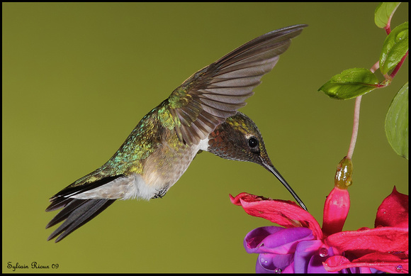 Ruby-throated Hummingbird ♂/Colibri à gorge rubis ♂