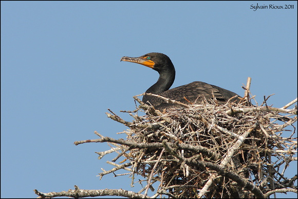 Double-crested Cormorant at nest/Cormoran à aigrettes au nid