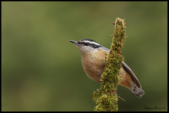 Red-breasted Nuthatch ♂/Sittelle à poitrine rousse ♂